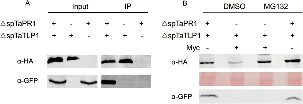  TaPR1稳定了TaTLP1的积累并增强了对小麦叶锈病的抗性